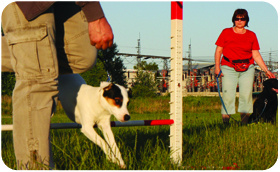 Parson Russell Terrier - trening3